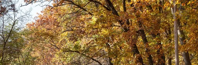 photo of treetops in autumn