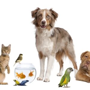 photo of a variety of pets