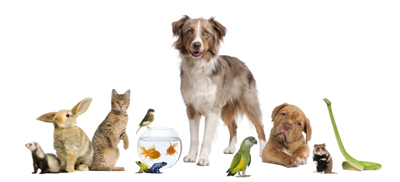 photo of a variety of pets